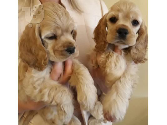 PoulaTo: COCKER SPANIEL